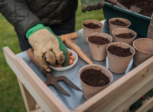 Chore sadzonki warzyw